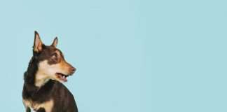 Síndrome de vira-lata teológico