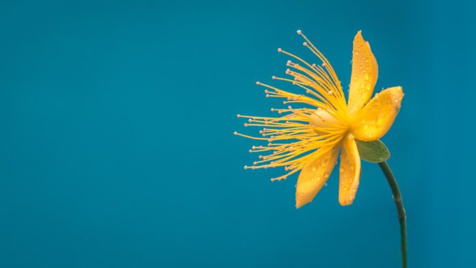 yellow and blue petaled flower