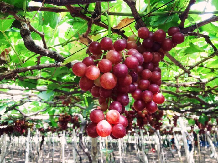 red round fruits on tree during daytime