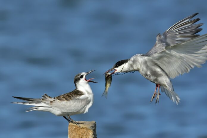 white and gray bird on brown wooden post during daytime