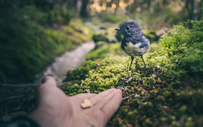 black and white bird on persons hand