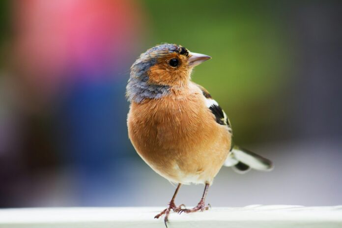 brown and black bird in selective focus photography