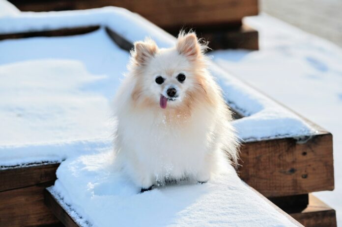 Photo by Wei Wang long-coated white dog
