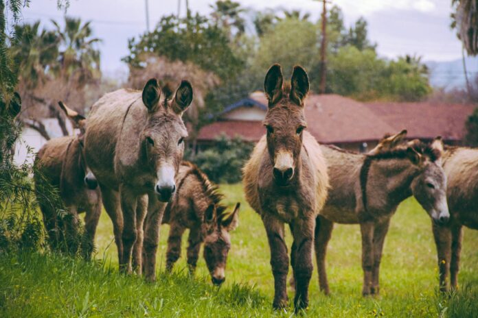 brown horses on pasture during daytime