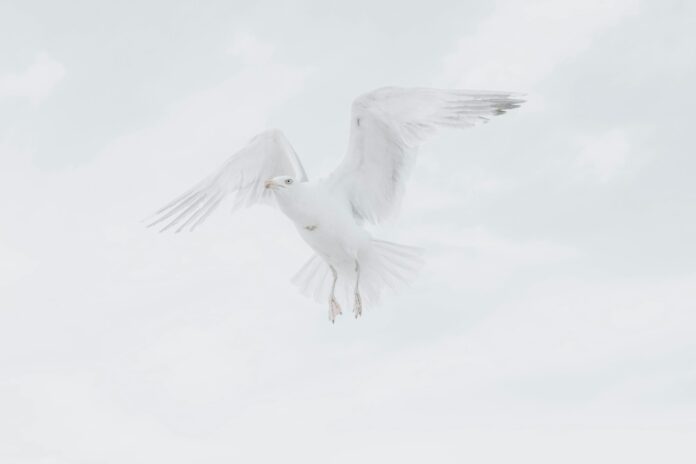 Photo by Malcolm Lightbody white bird in mid air