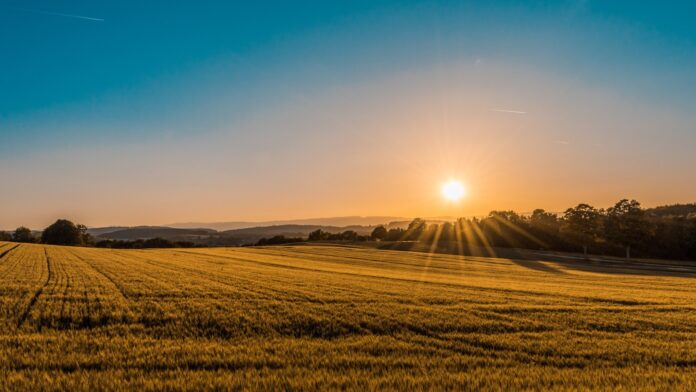 Photo by Federico Respini brown field near tree during daytime
