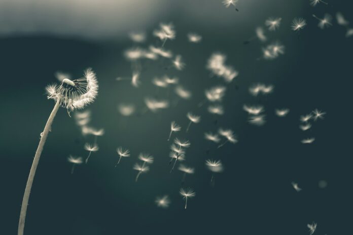 Photo by Saad Chaudhry shallow focus of white dandelion