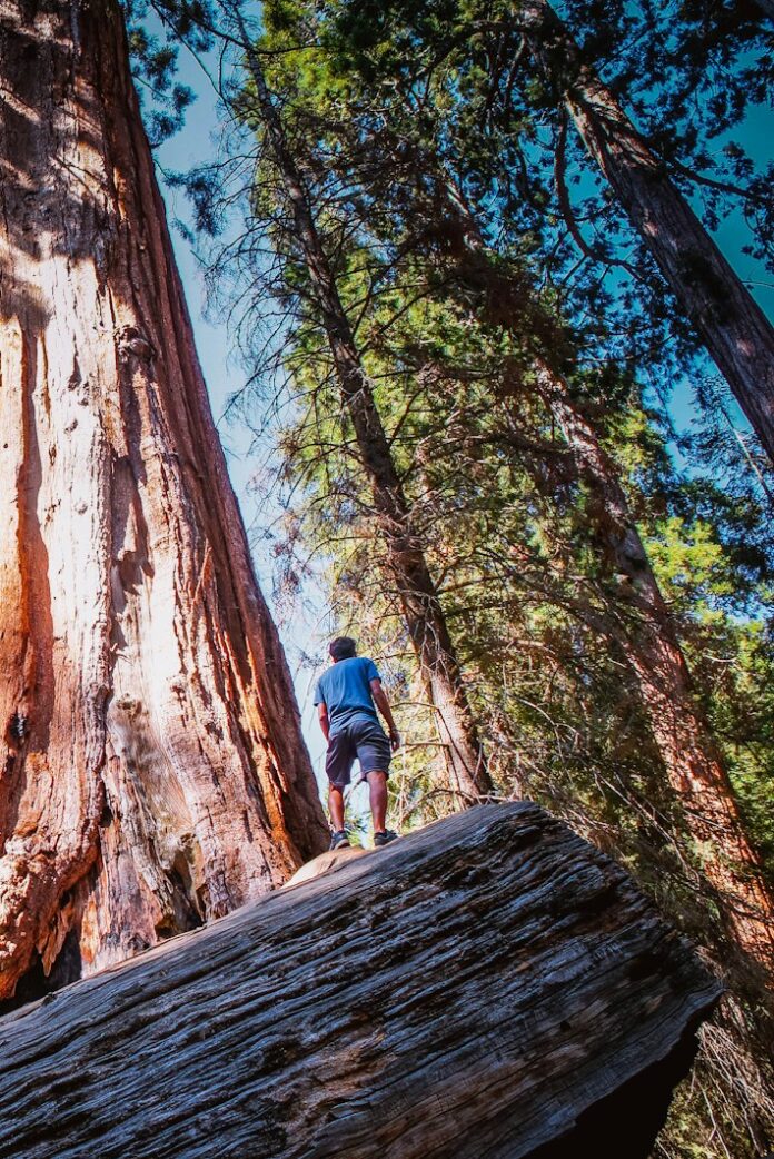 Photo by Andrew Jenkins person standing near the tree