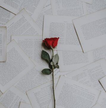 A escolha de amar red rose on book sheets