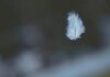 Deus está neste momento shallow focus photography of white feather dropping in person's hand