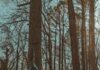 O trabalho terminado de Deus a person laying in a hammock in the woods