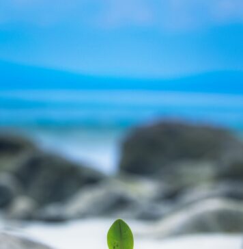 Restaurando esperança à alma shallow focus photography of green leaf