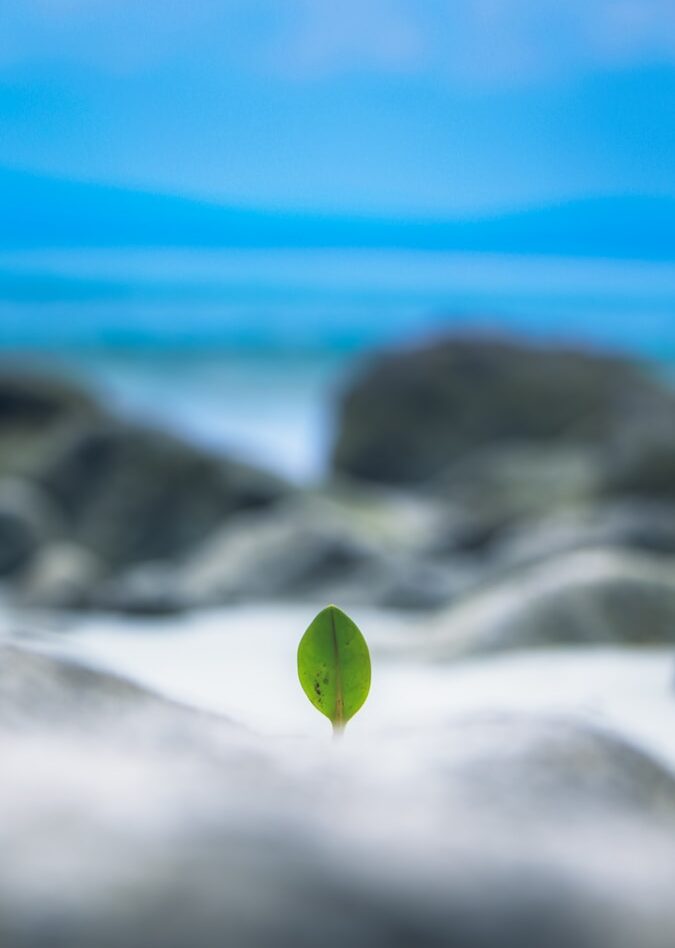 shallow focus photography of green leaf