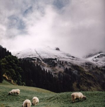 Como ovelhas five white sheeps eating grass near mountains during daytime