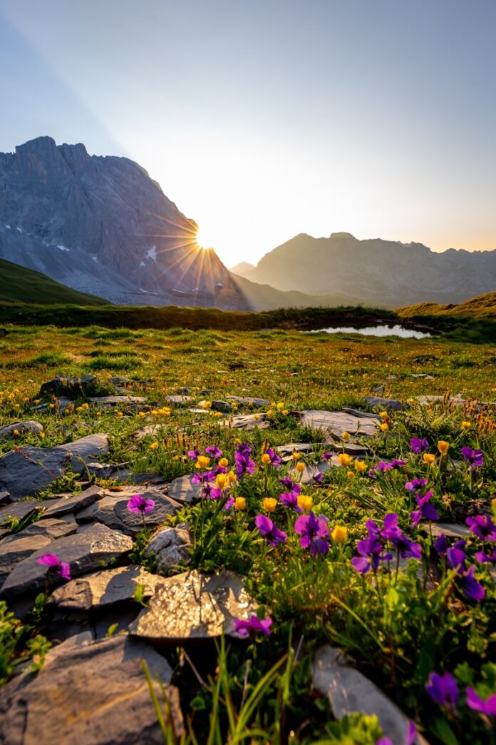 Photo by Damian Markutt purple petaled flowers near mountain