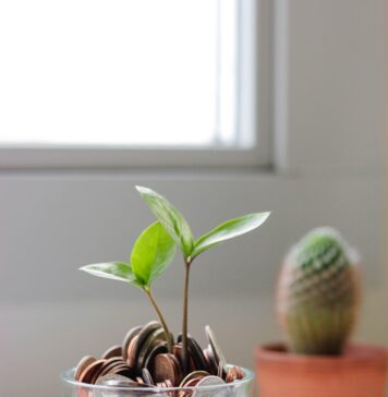 Como sobreviver à prosperidade green plant in clear glass cup