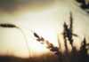 A graça pode libertar você brown wheats on field during sunset