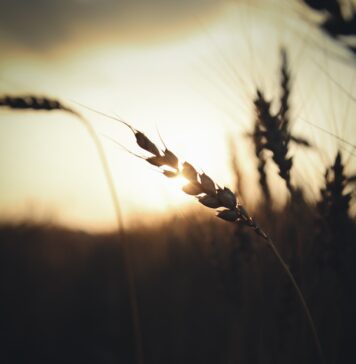 A graça pode libertar você brown wheats on field during sunset