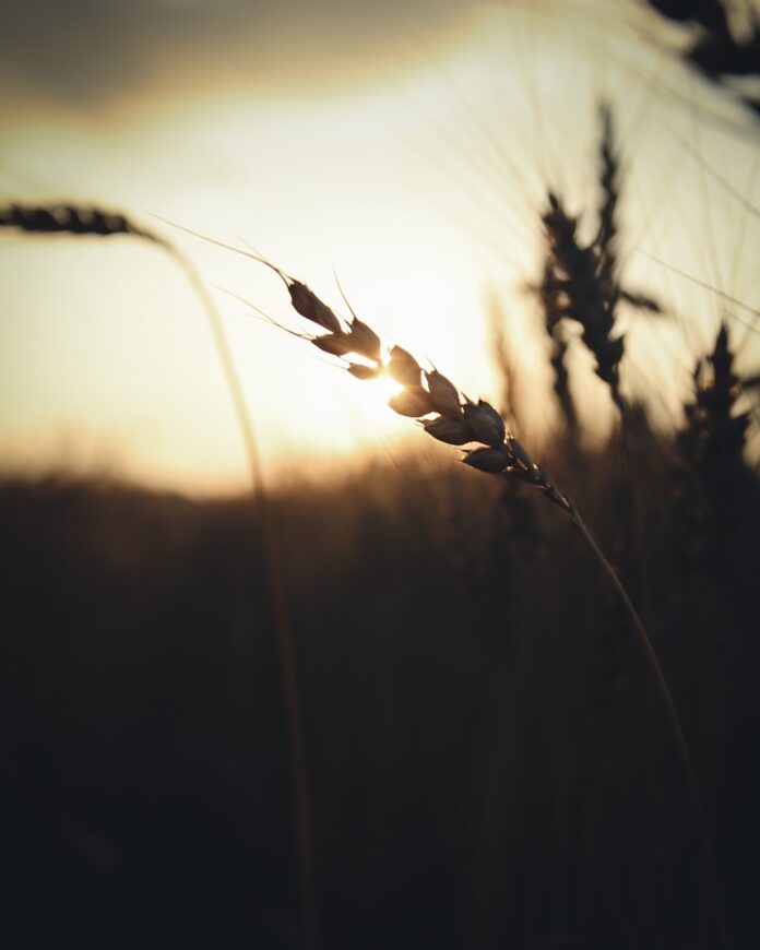 Photo by Kirill Pershin brown wheats on field during sunset