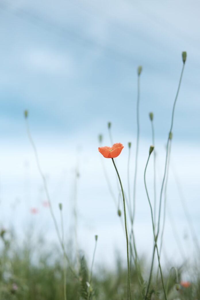 Photo by Kelis selective photo of petaled flower