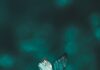 O que podemos nos tornar blue and black butterfly in close up photography