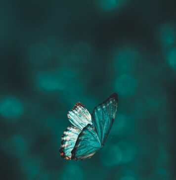 O que podemos nos tornar blue and black butterfly in close up photography