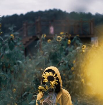 Nós nos escondemos, ele nos busca person standing behind sunflower