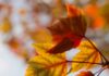 Quando os tempos mudam selective focus photography of orange leaves