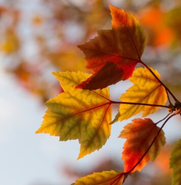 Quando os tempos mudam selective focus photography of orange leaves