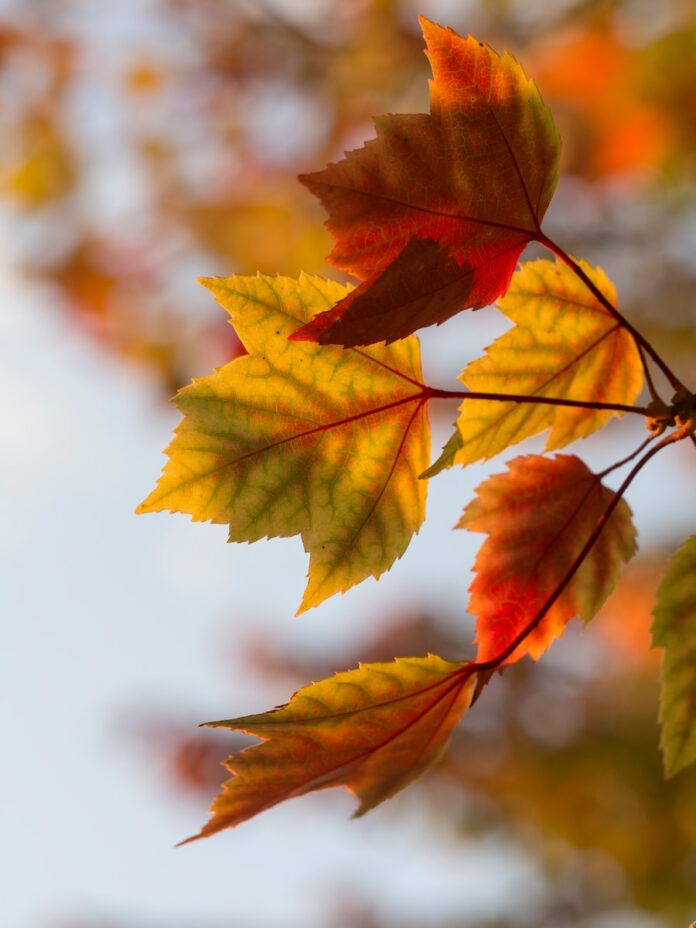 Photo by Aaron Burden selective focus photography of orange leaves