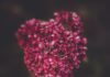 Repletos do amor de Deus selective focus photography of pink petaled flowers