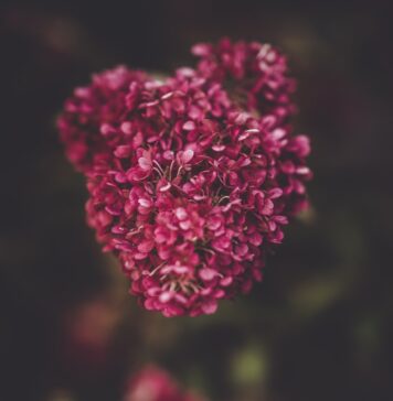 Repletos do amor de Deus selective focus photography of pink petaled flowers
