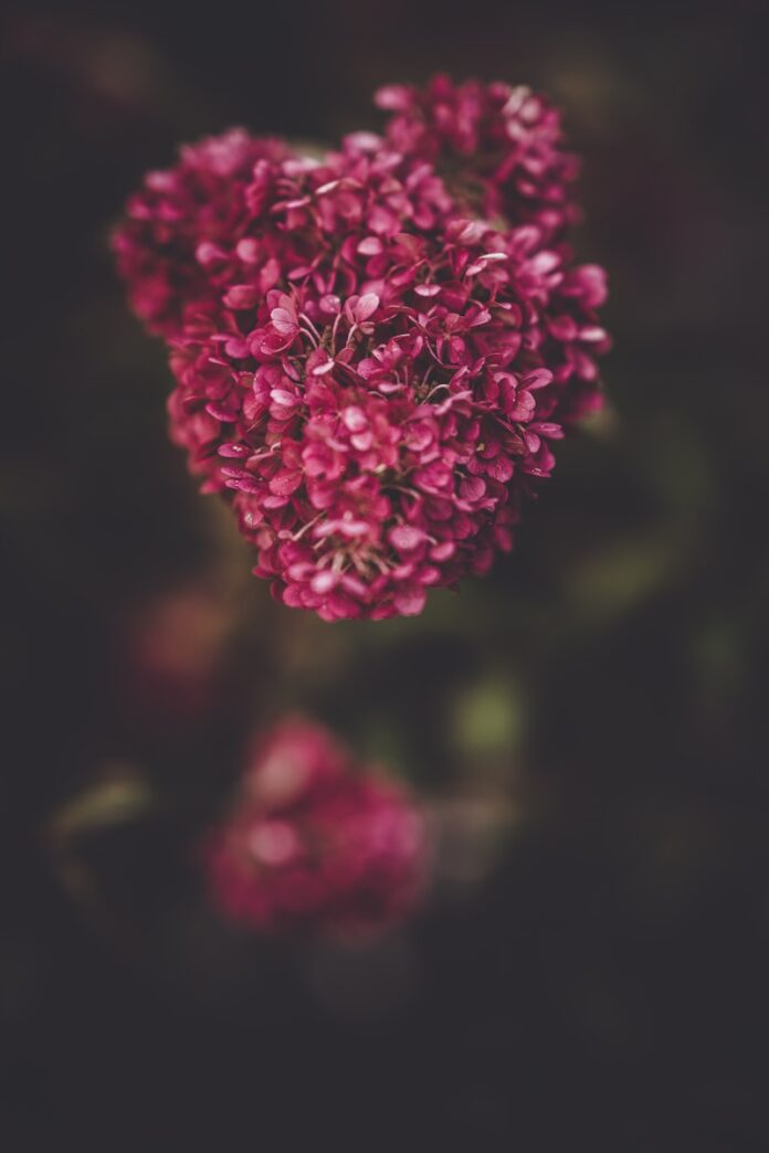 Photo by Annie Spratt selective focus photography of pink petaled flowers