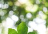 Fale a verdade person holding green leafed plant