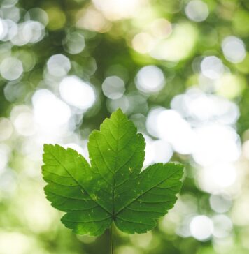 Fale a verdade person holding green leafed plant