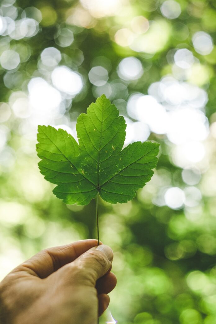Photo by Markus Spiske person holding green leafed plant