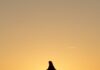 Receba bem o Espírito de Deus silhouette of bird on fence during sunset
