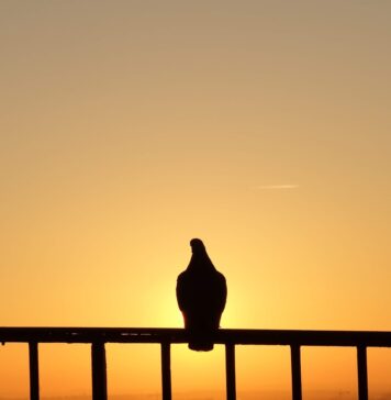 Receba bem o Espírito de Deus silhouette of bird on fence during sunset