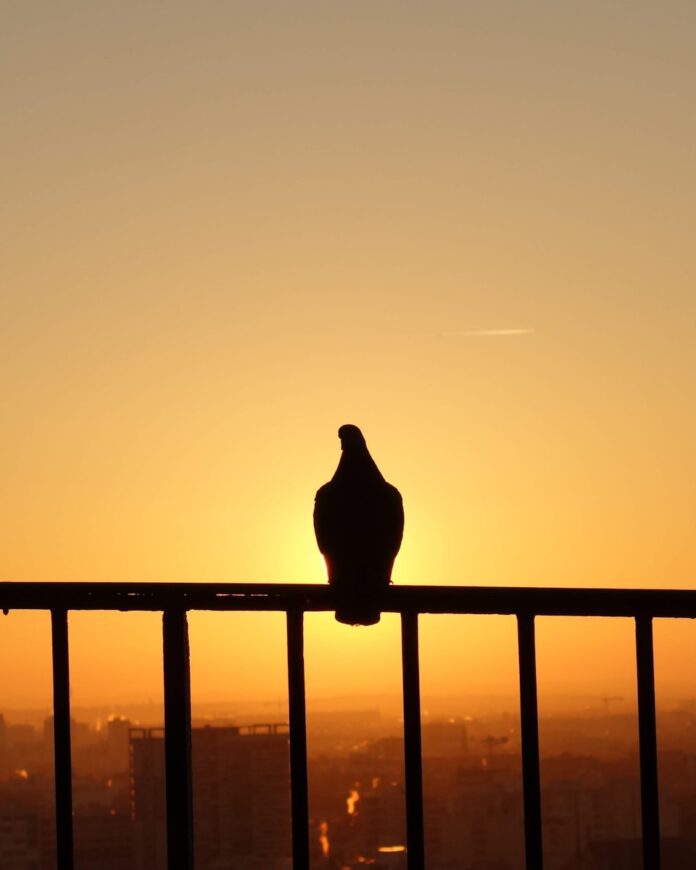 Photo by Alexis Fauvet silhouette of bird on fence during sunset