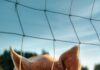 Encontrado: Porco Barrigudo A small pig standing behind a wire fence