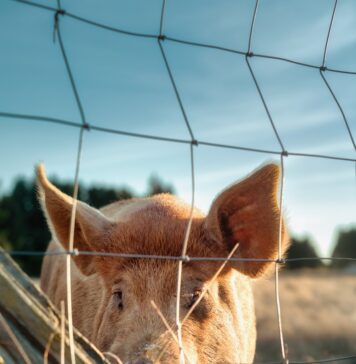Encontrado: Porco Barrigudo A small pig standing behind a wire fence