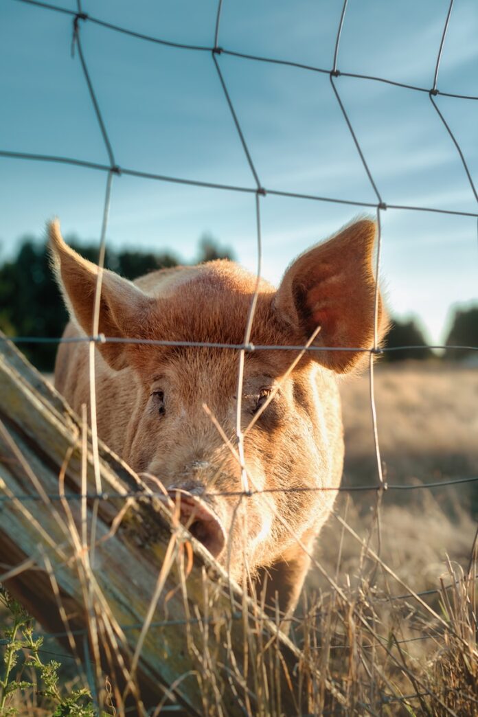 Photo by Deepthi Clicks A small pig standing behind a wire fence
